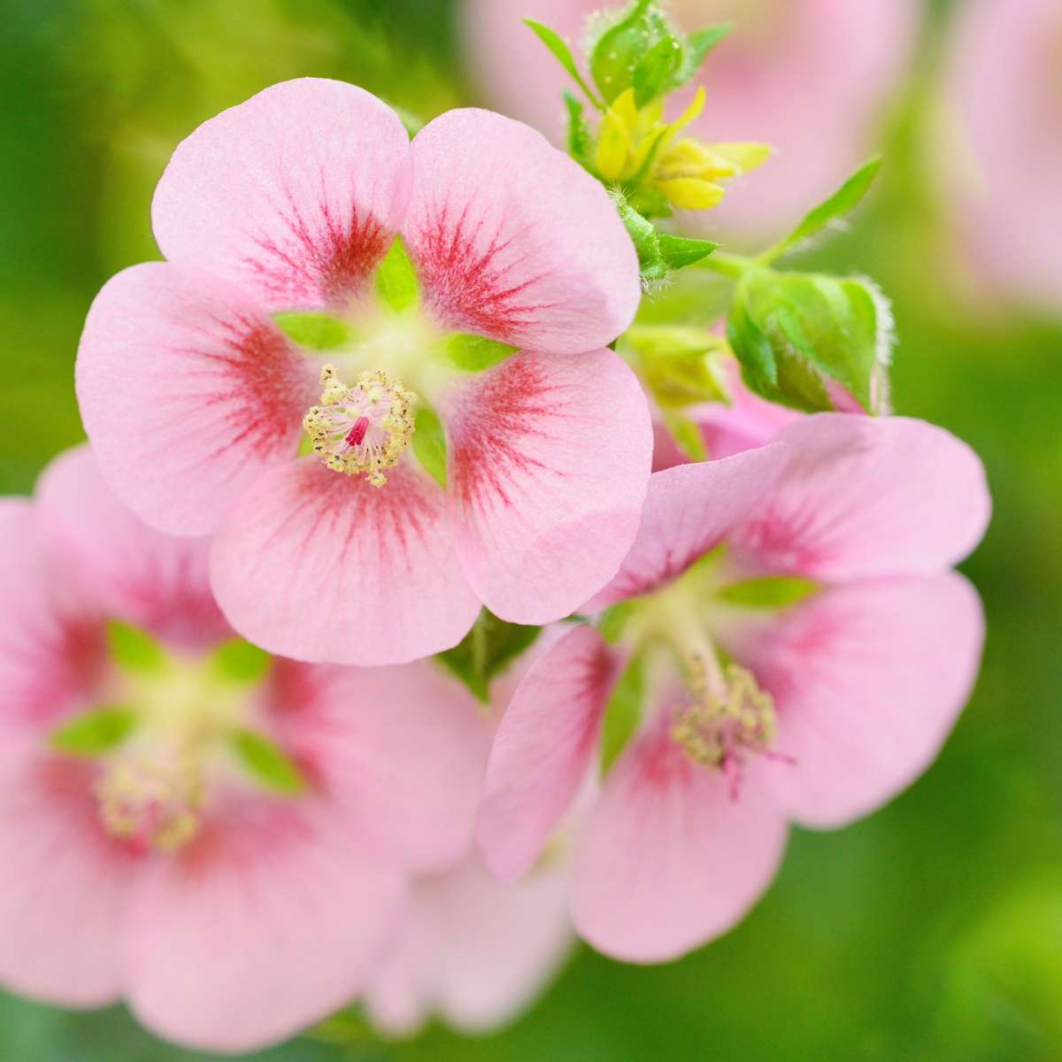 Mauve du Cap - Set de 3 - Anisodontea capensis 'El Rayo' - H25-40cm - ⌀9cm - TD Plantz