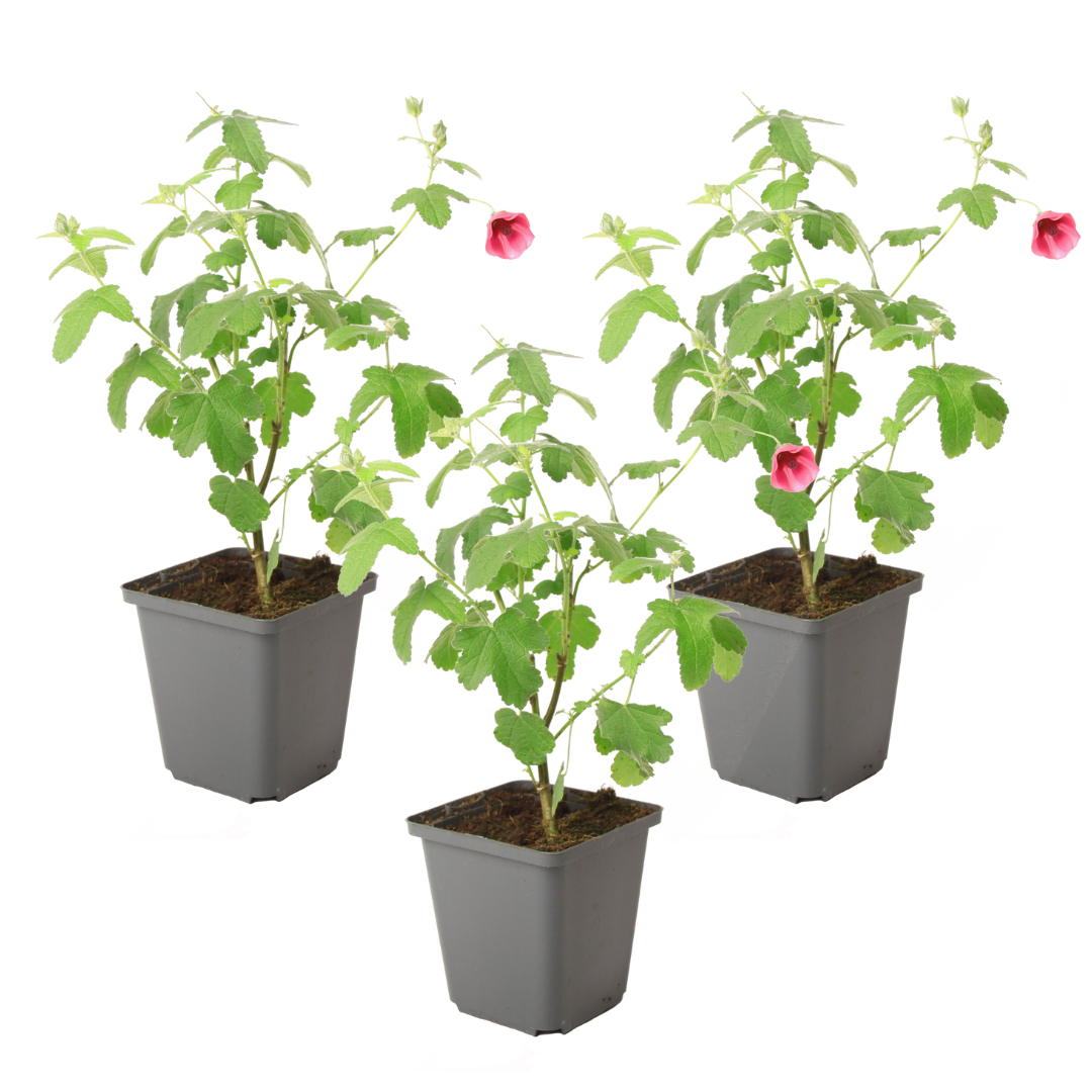 Mauve du Cap - Set de 3 - Anisodontea capensis 'El Rayo' - H25-40cm - ⌀9cm - TD Plantz