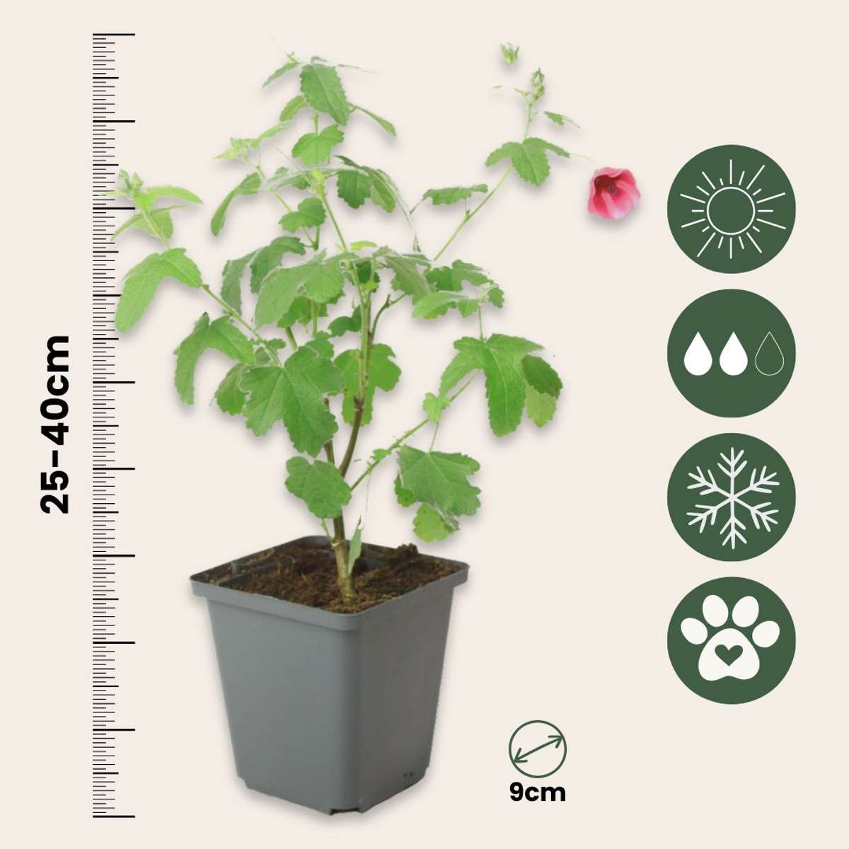 Mauve du Cap - Set de 3 - Anisodontea capensis 'El Rayo' - H25-40cm - ⌀9cm - TD Plantz