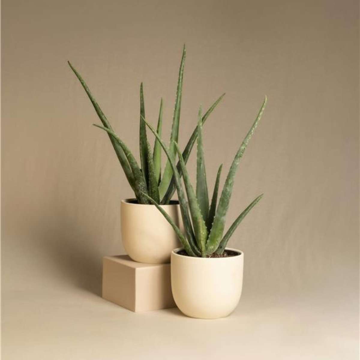 Aloe vera - Aloe barbadensis - Height 25-40cm - ⌀10,5cm