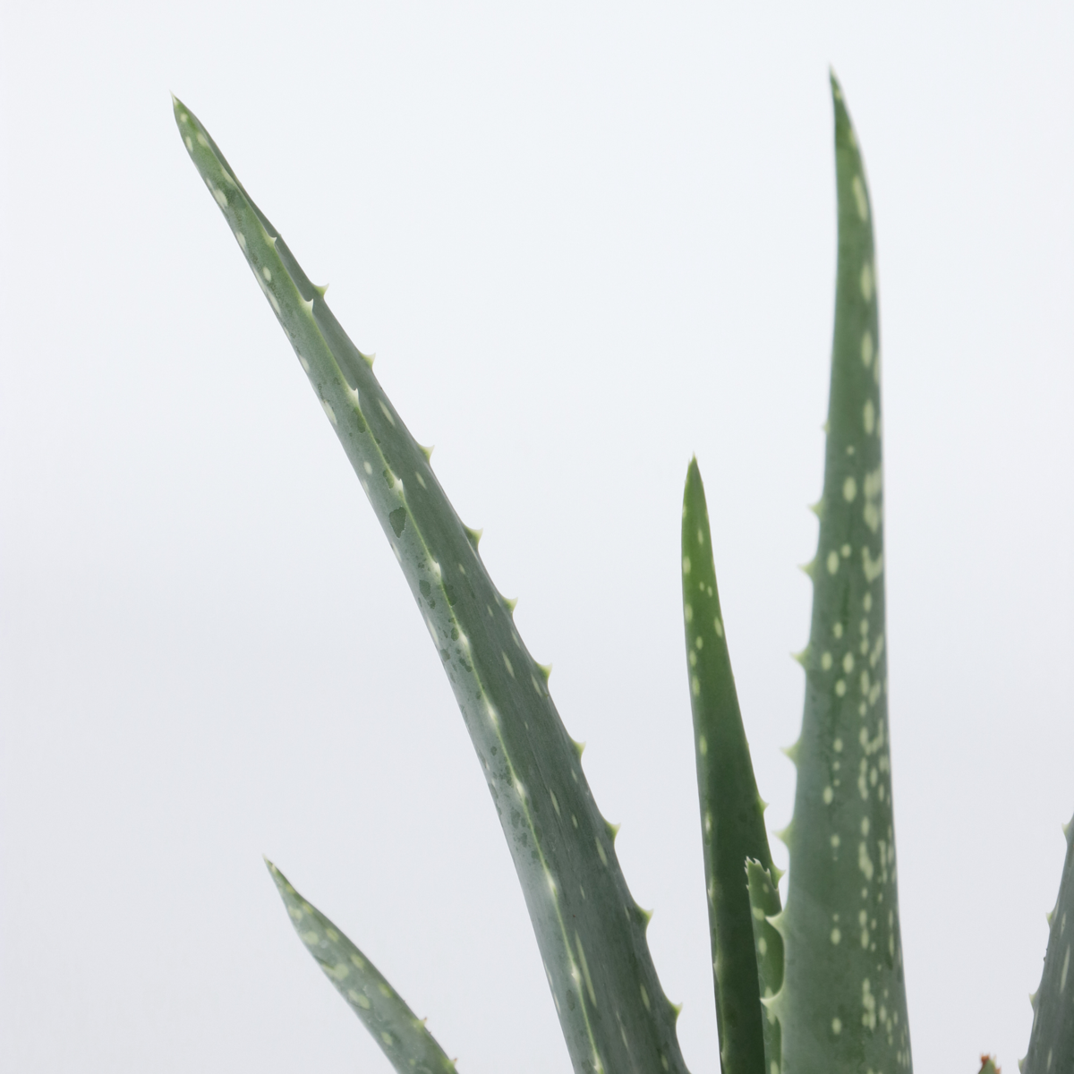 Aloe vera - Aloe barbadensis - Height 25-40cm - ⌀10,5cm