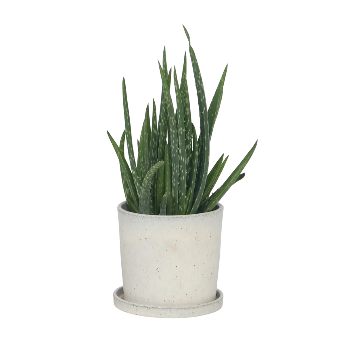 Aloe vera - Aloe barbadensis - Height 25-40cm - ⌀10,5cm