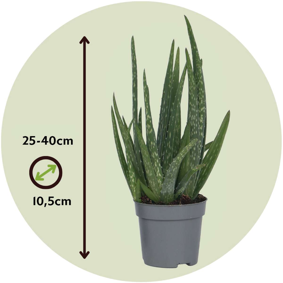 Aloe vera - Aloe barbadensis - Height 25-40cm - ⌀10,5cm