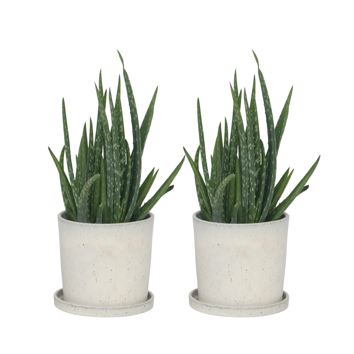 Aloe vera - Set de 2 - Aloe barbadensis - Hauteur 25-40cm - ⌀10,5cm