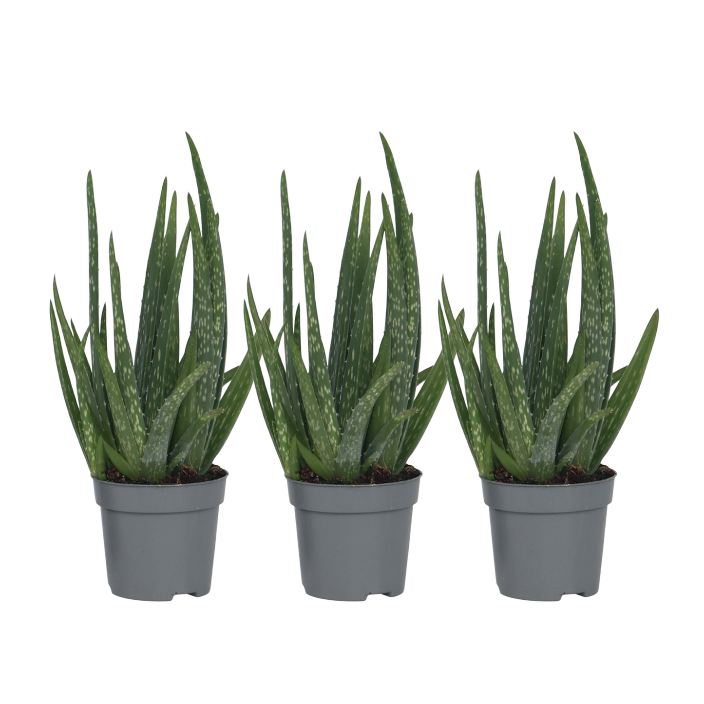 Aloe vera - 3 pcs. - Aloe barbadensis - Height 25-40cm - ⌀10,5cm