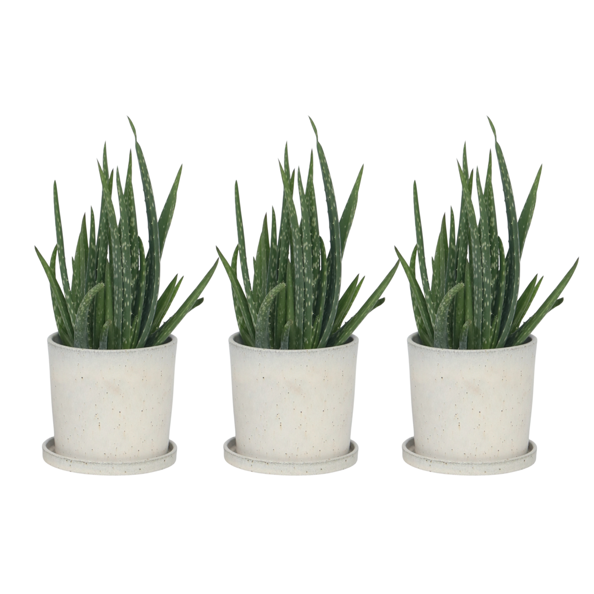 Aloe vera - 3 pcs. - Aloe barbadensis - Height 25-40cm - ⌀10,5cm