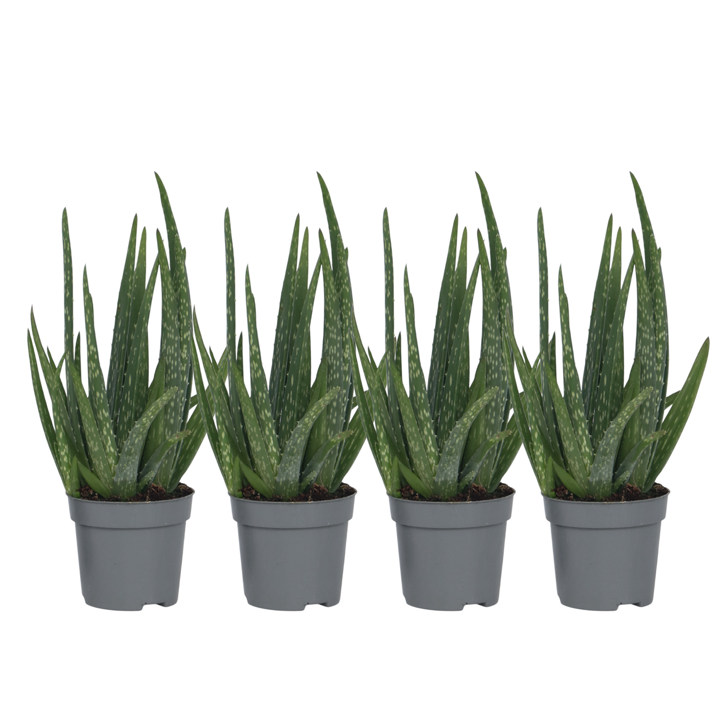 Aloe vera - 4 pcs. - Aloe barbadensis - Height 25-40cm - ⌀10,5cm