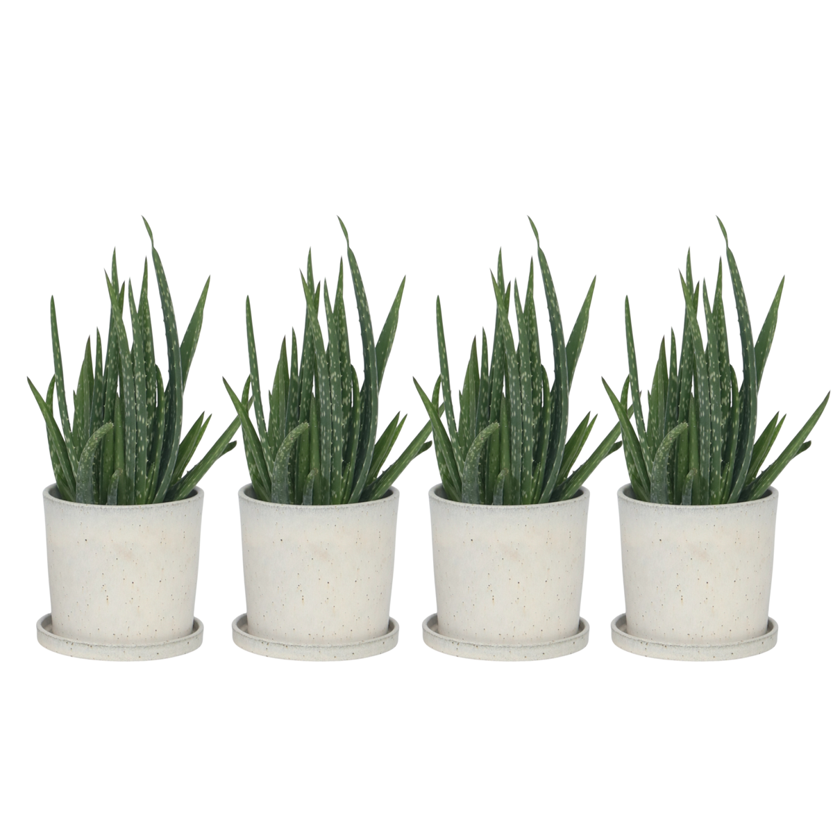 Aloe vera - 4 pcs. - Aloe barbadensis - Height 25-40cm - ⌀10,5cm