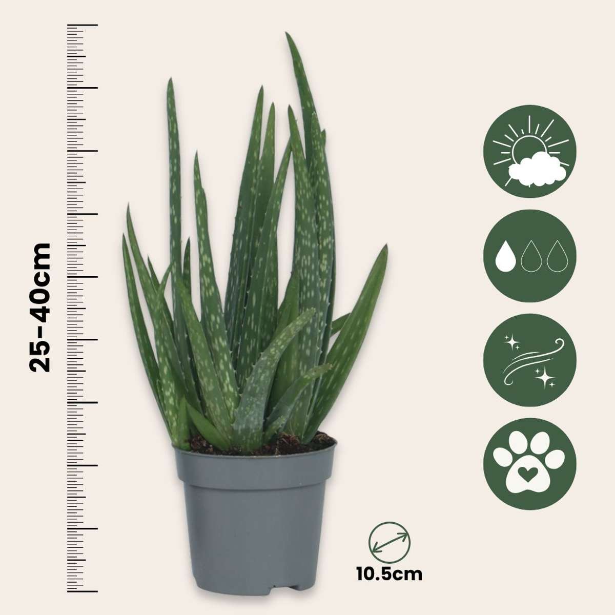 Aloe vera - Set de 4 - Aloe barbadensis - Hauteur 25-40cm - ⌀10,5cm