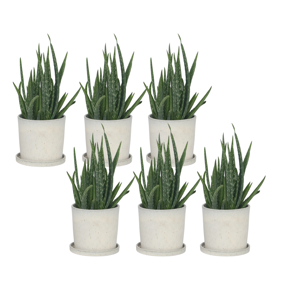 Aloe vera - Set de 6 - Aloe barbadensis - Hauteur 25-40cm - ⌀10,5cm