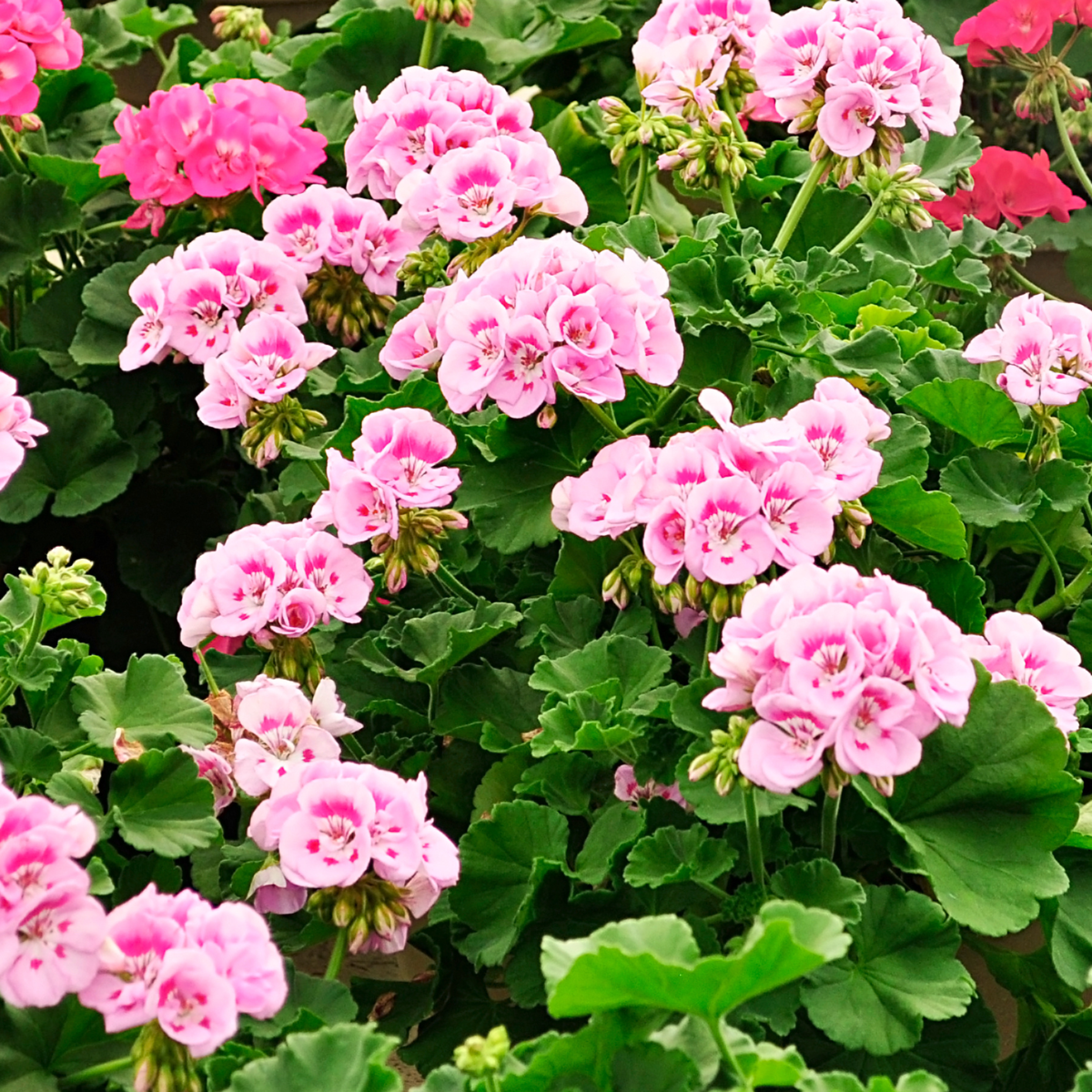 Géranium - Set de 3 - Pelargonium 'Pink Capitatum' - Hauteur 15-25cm - ⌀10cm