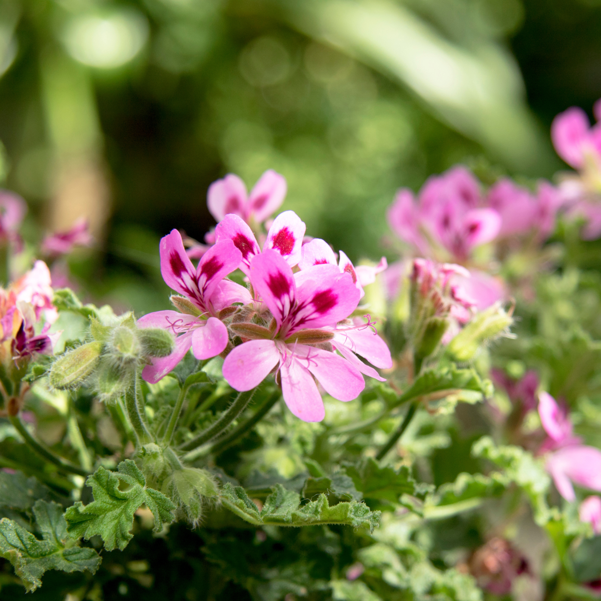 Géranium - Set de 3 - Pelargonium 'Pink Capitatum' - Hauteur 15-25cm - ⌀10cm