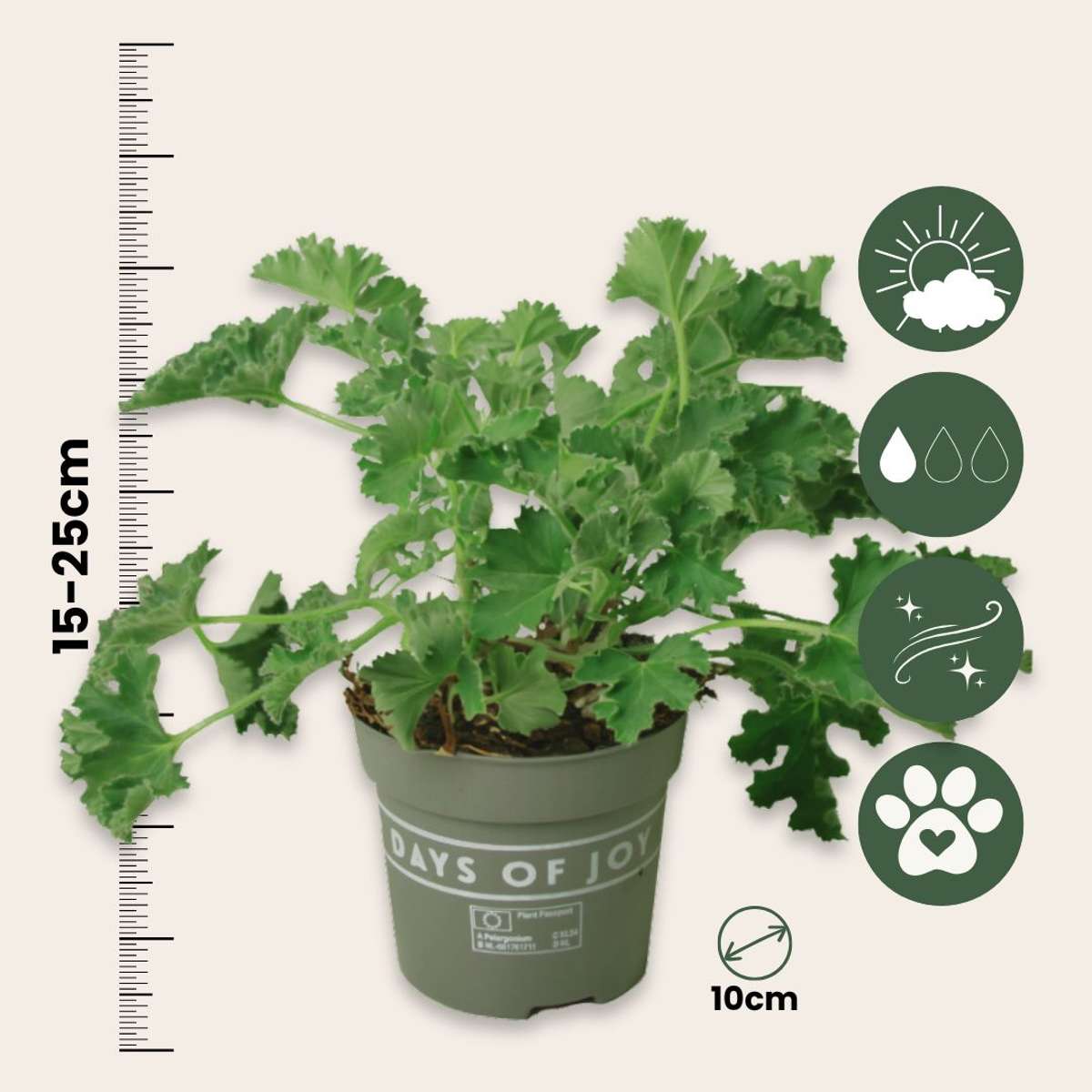 Géranium - Set de 3 - Pelargonium 'Pink Capitatum' - Hauteur 15-25cm - ⌀10cm