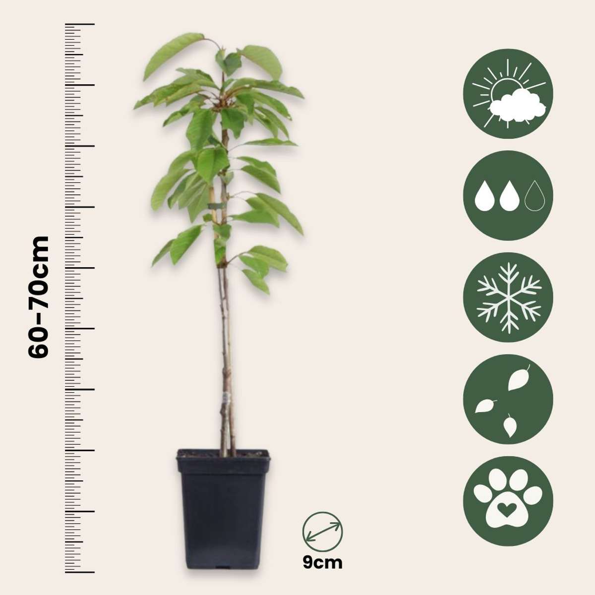 Pommier - Set de 6 - Malus - Hauteur 60-70cm - ⌀9cm
