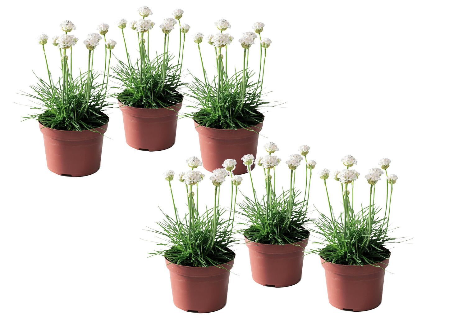 Oeillet des sables - Set de 6 - Armeria maritima 'Deep White' - H20-30cm - ⌀12cm