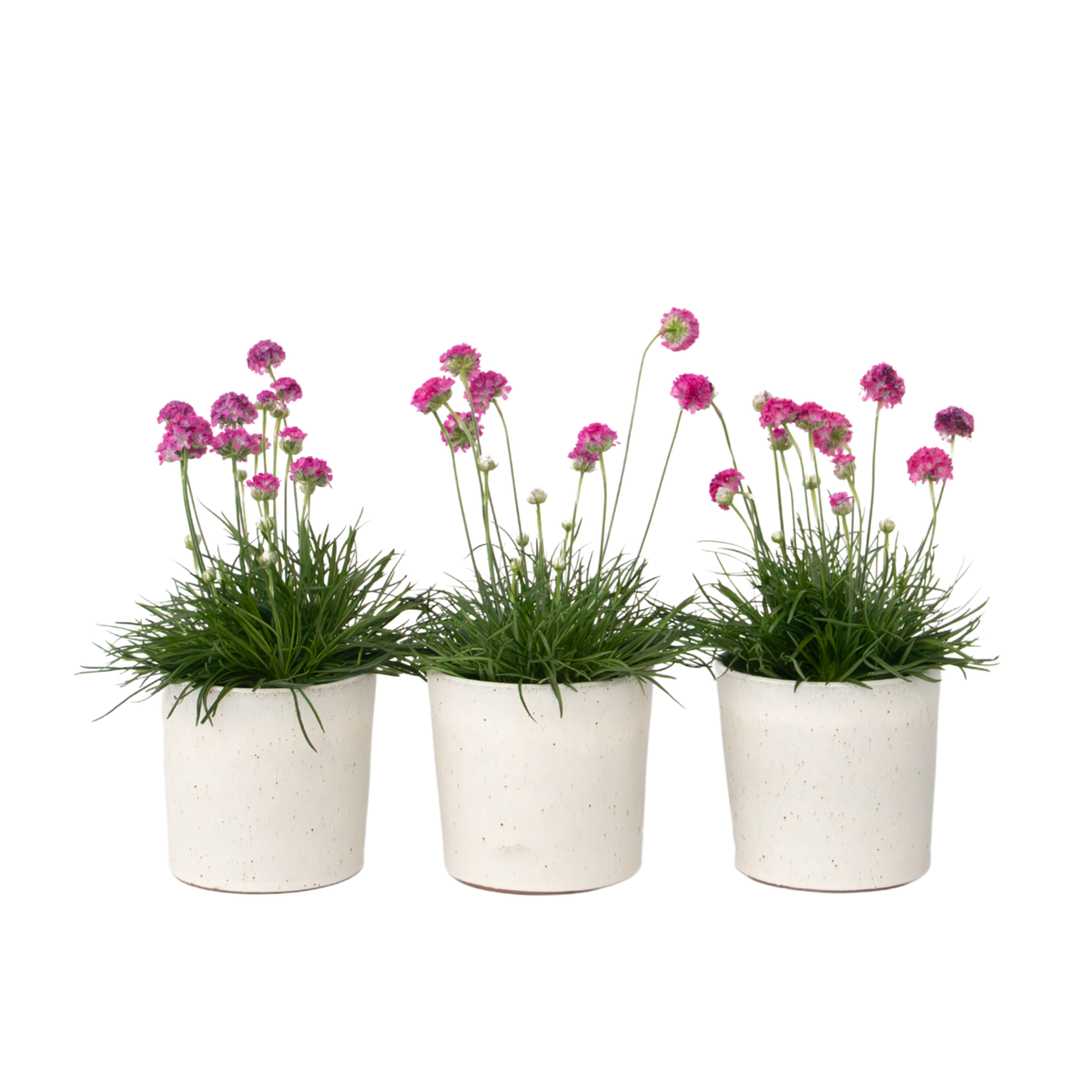 Oeillet des sables - Set de 3 - Armeria maritima 'Deep Rose' - H20-30cm - ⌀12cm