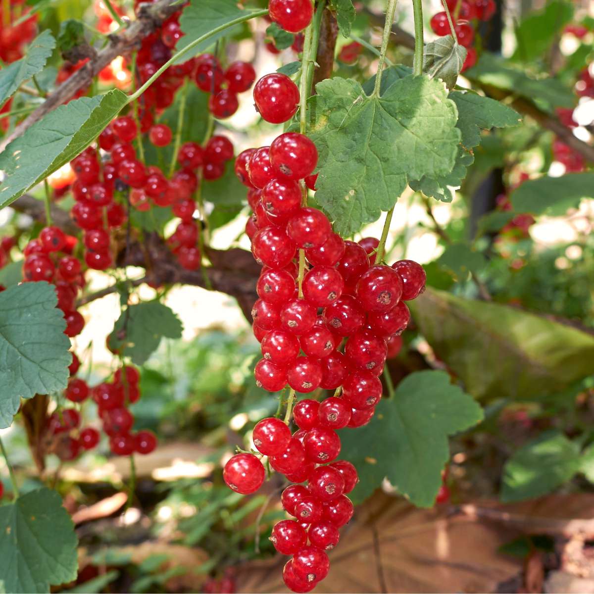 Mélange de baies - Set de 8 - Rubus, rubrum, Uva, Fructosus - H25-40cm - ⌀9cm