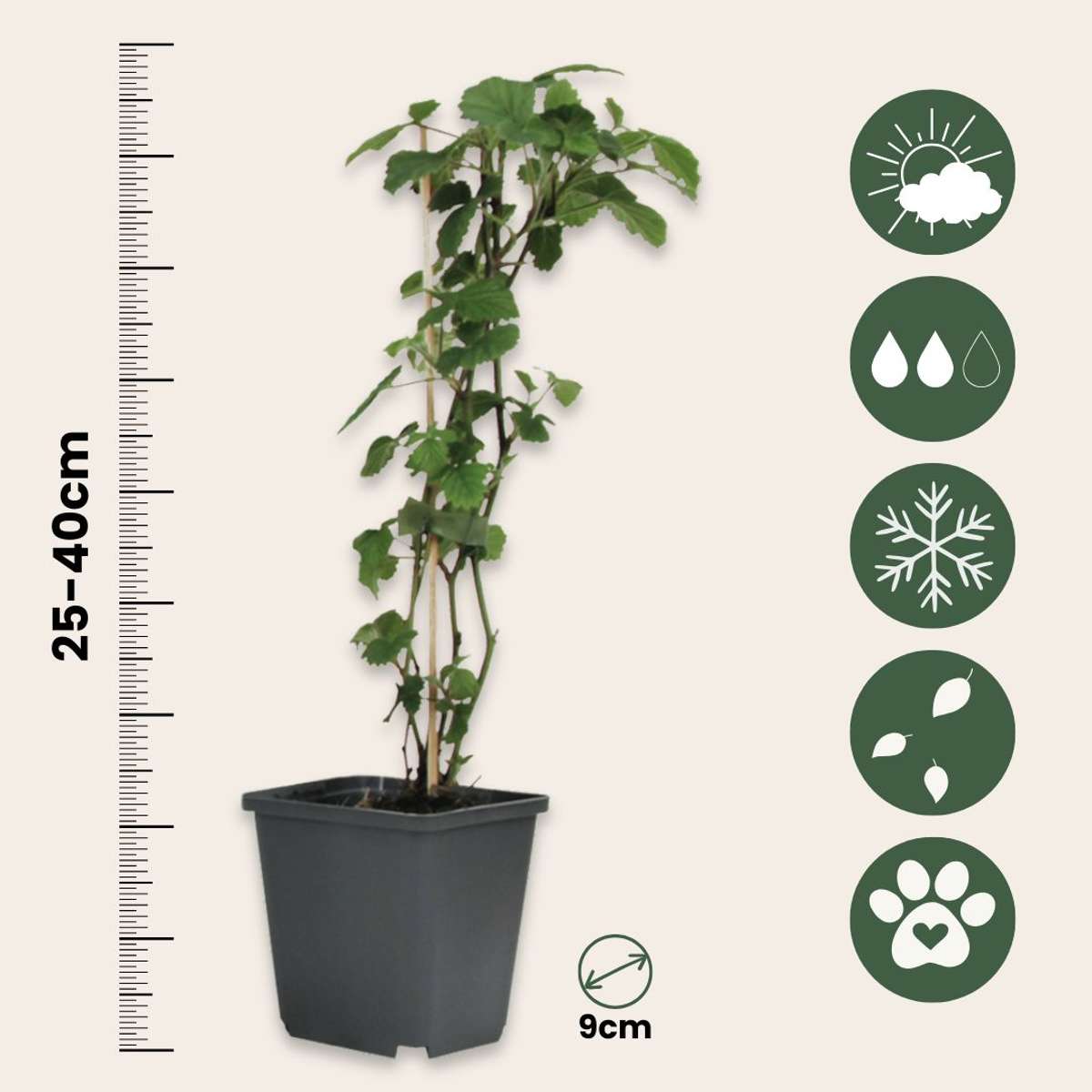Mélange de baies - Set de 8 - Rubus, rubrum, Uva, Fructosus - H25-40cm - ⌀9cm