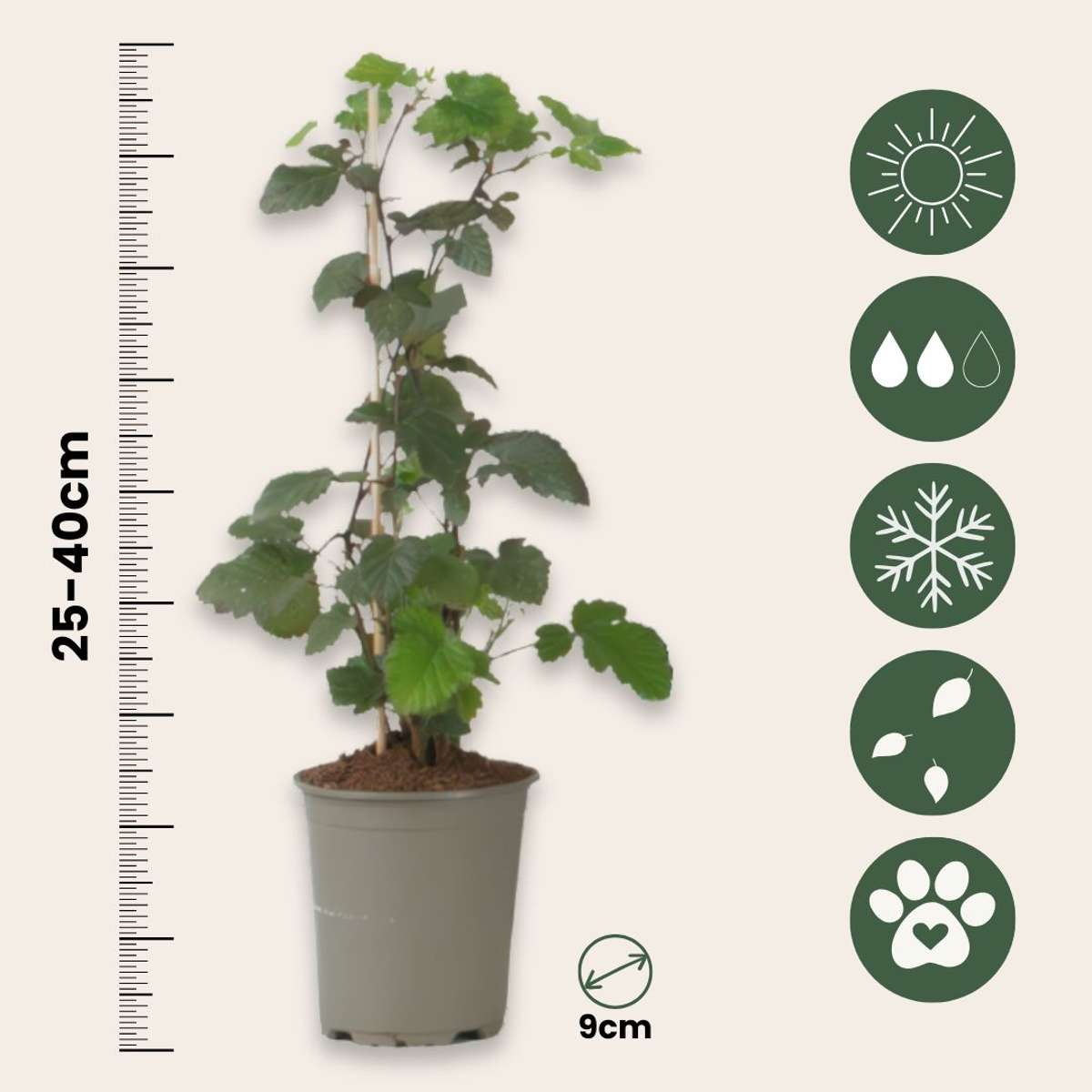 Plante de mûre - Lot de 3 - Rubus Thornless - Hauteur 25-40cm - ⌀9cm