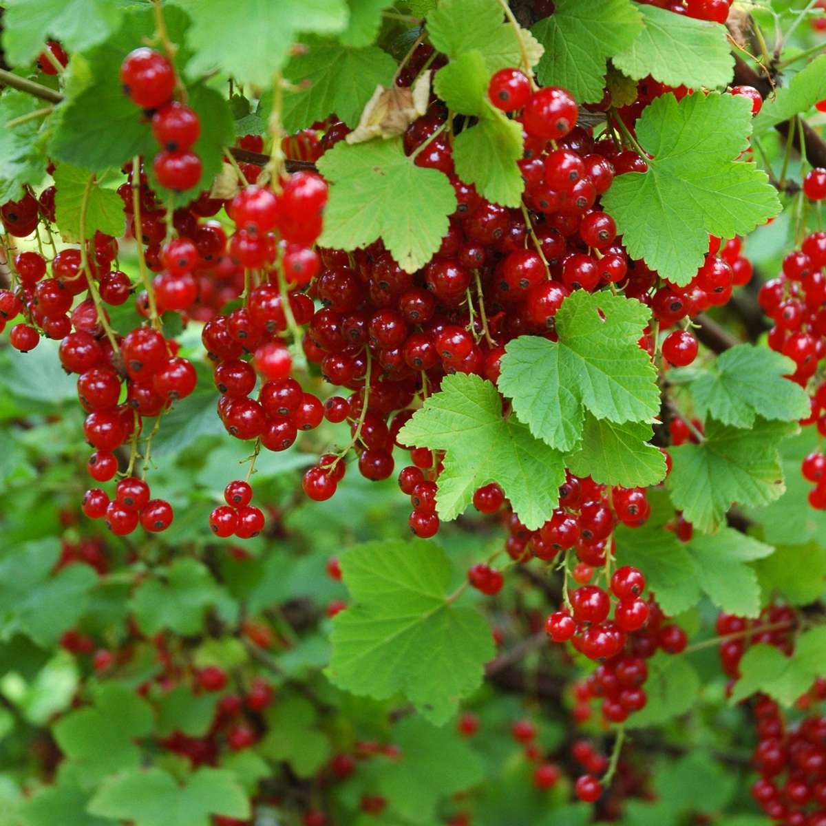 Groseillier à grappes - Lot de 3 - Ribes rubrum - Hauteur 25-40cm - ⌀9cm