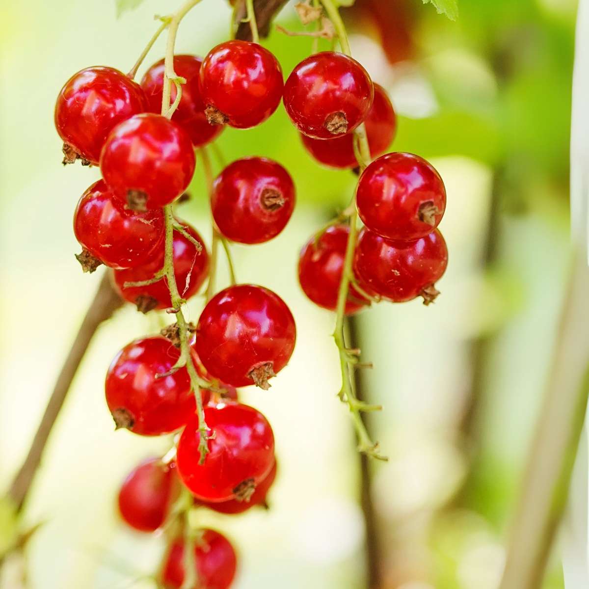 Groseillier à grappes - Lot de 3 - Ribes rubrum - Hauteur 25-40cm - ⌀9cm