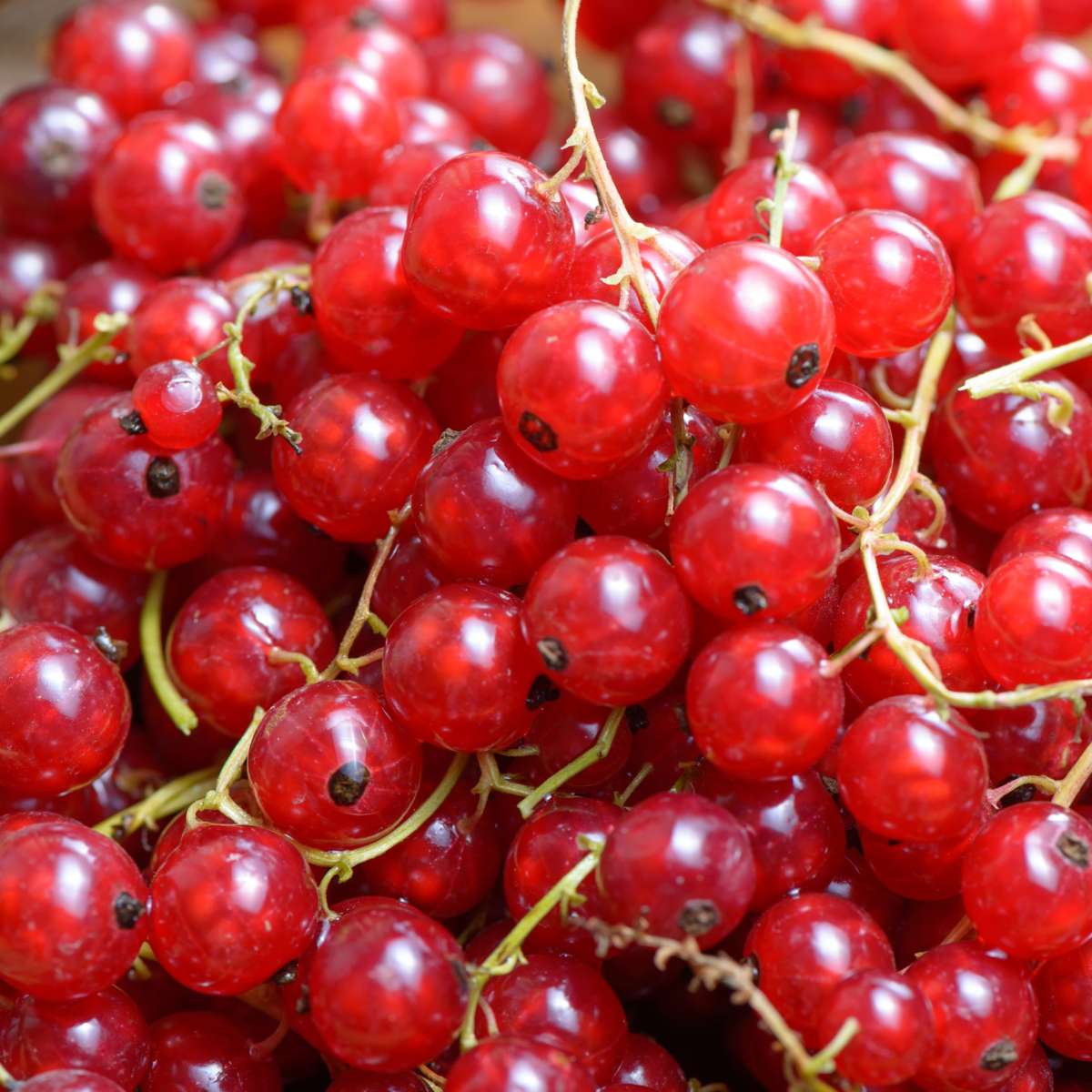 Groseillier à grappes - Lot de 3 - Ribes rubrum - Hauteur 25-40cm - ⌀9cm