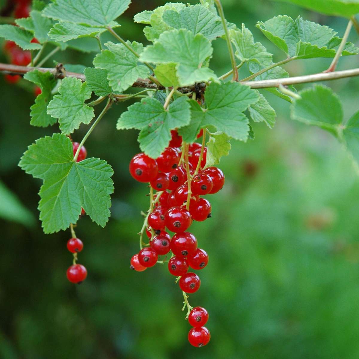 Groseillier à grappes - Lot de 3 - Ribes rubrum - Hauteur 25-40cm - ⌀9cm