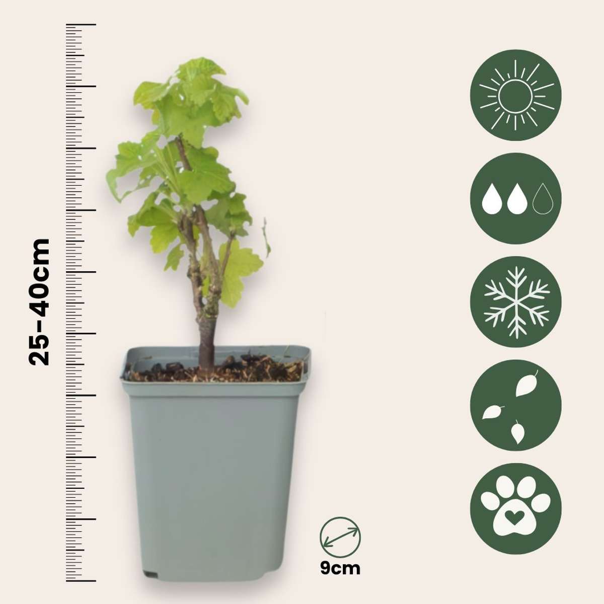 Groseillier à grappes - Lot de 3 - Ribes rubrum - Hauteur 25-40cm - ⌀9cm