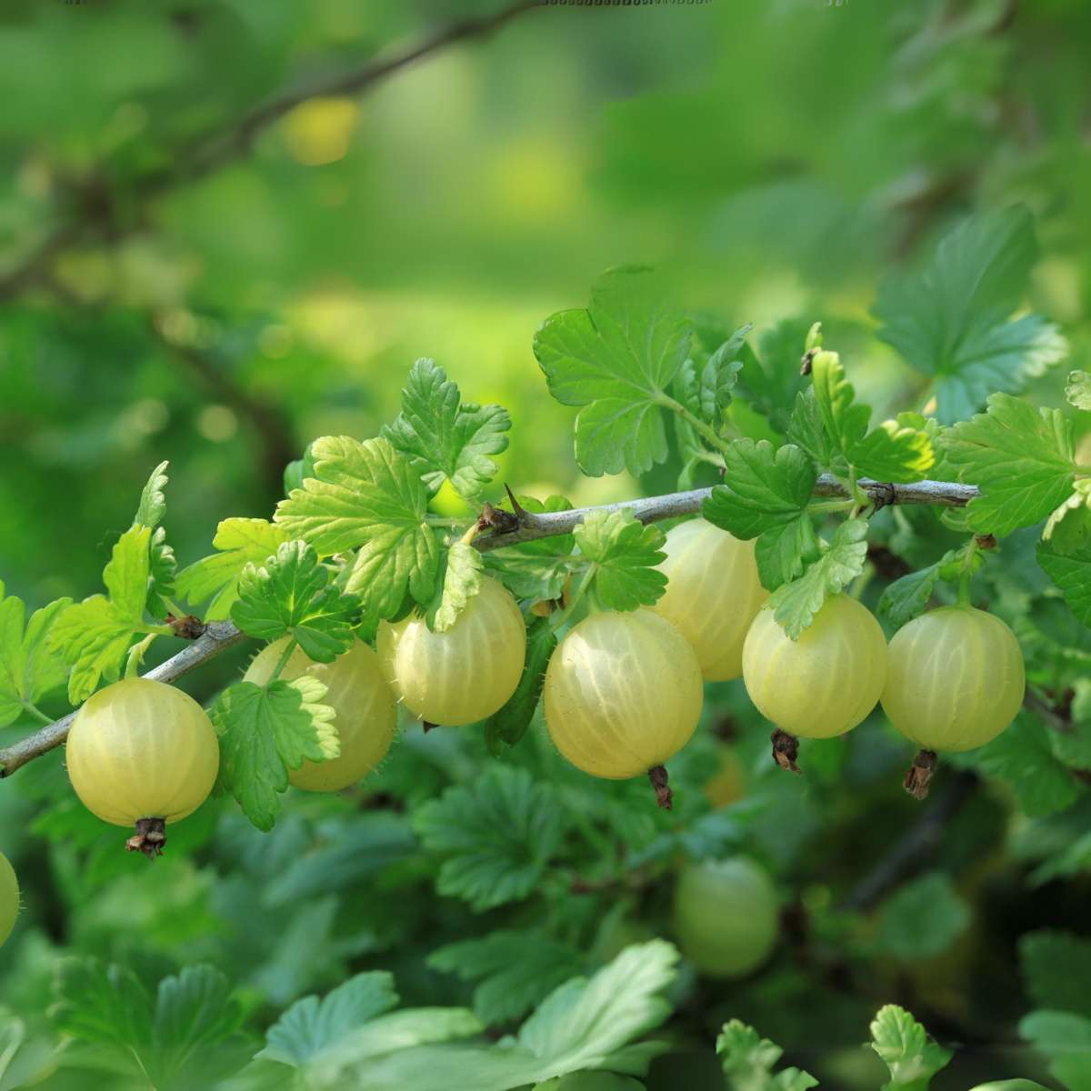Groseillier - Lot de 3 - Ribes uva- crispa - Hauteur 25-40cm - ⌀9cm