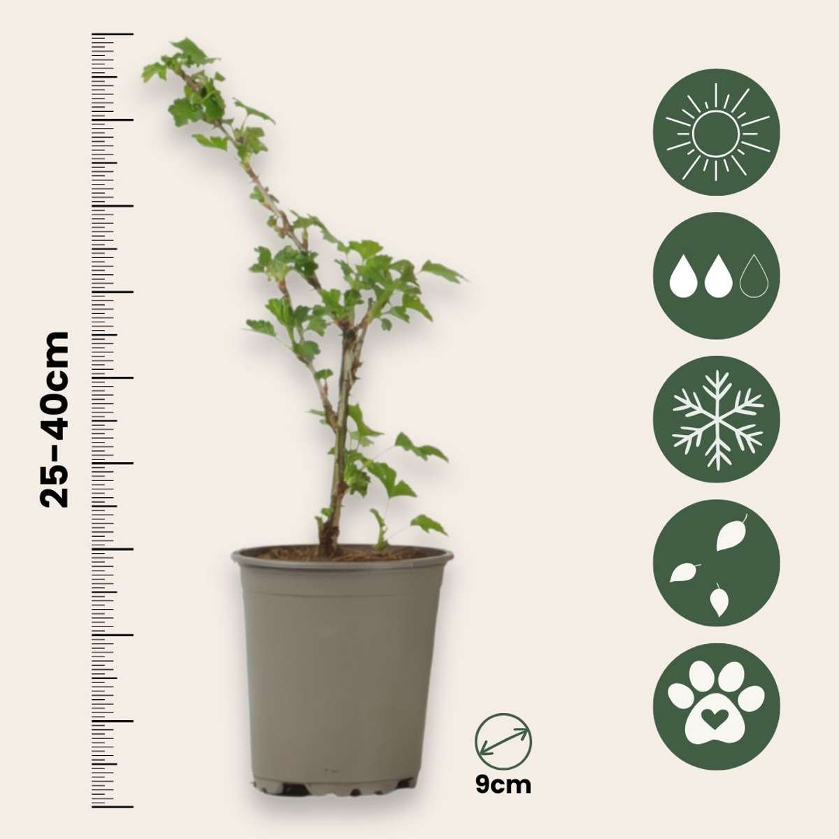 Groseillier - Lot de 3 - Ribes uva- crispa - Hauteur 25-40cm - ⌀9cm