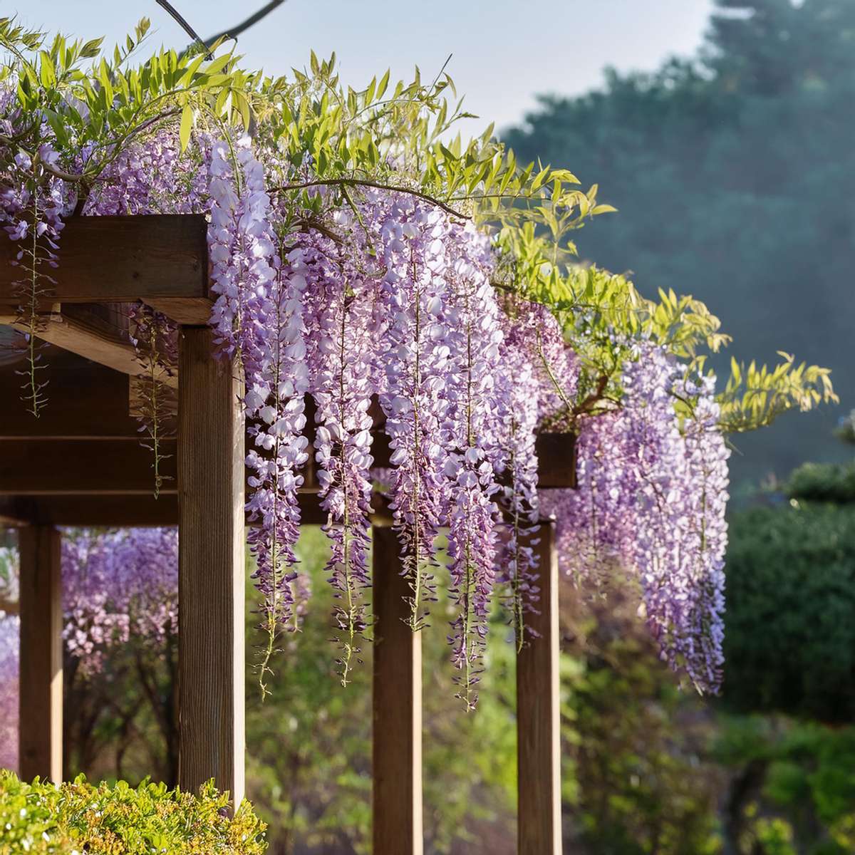Glycine - Set de 3 - Wisteria sinensis - Hauteur 25-40cm - ⌀9cm
