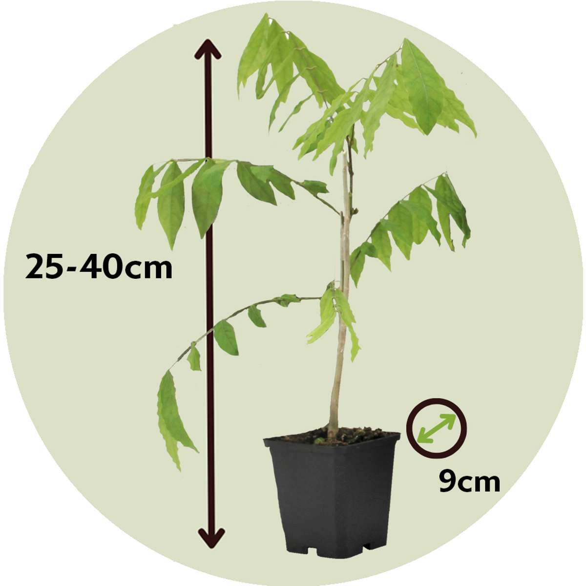 Glycine - Set de 3 - Wisteria sinensis - Hauteur 25-40cm - ⌀9cm