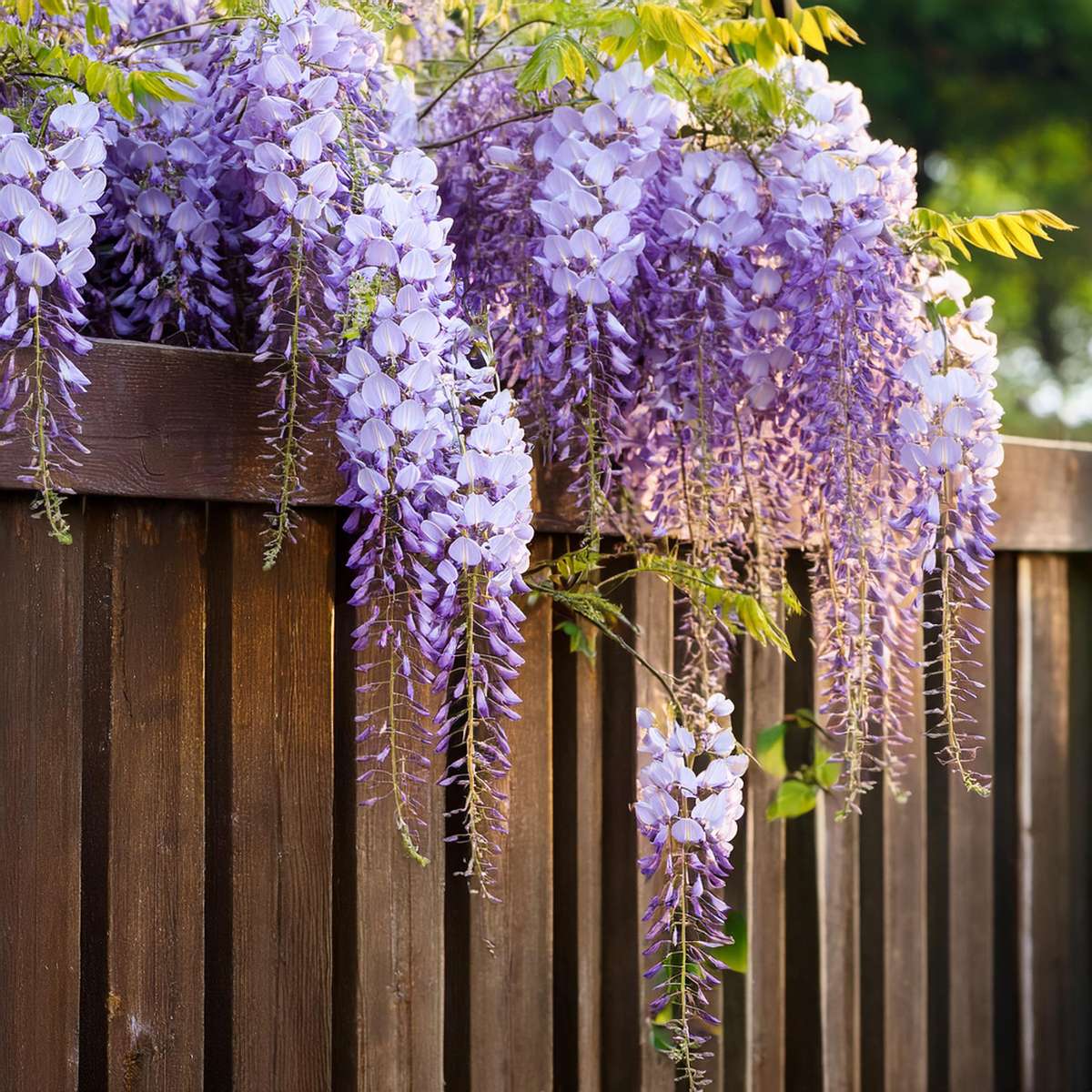 Glycine - Set de 6 - Wisteria sinensis - Hauteur 25-40cm - ⌀9cm - TD Plantz
