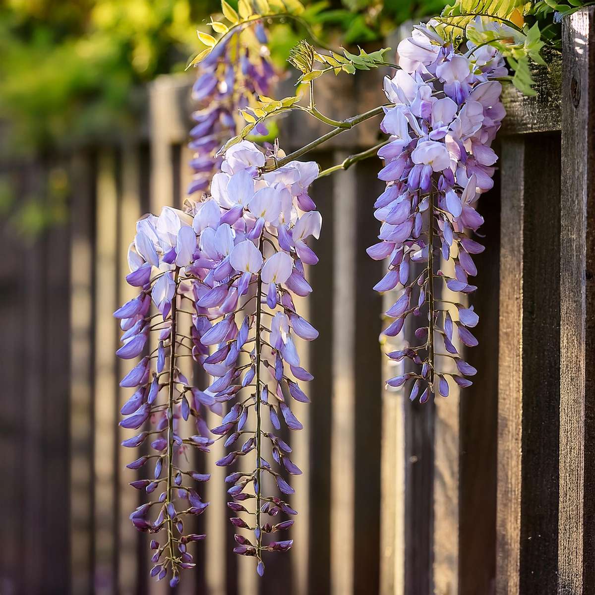 Glycine - Set de 6 - Wisteria sinensis - Hauteur 25-40cm - ⌀9cm - TD Plantz