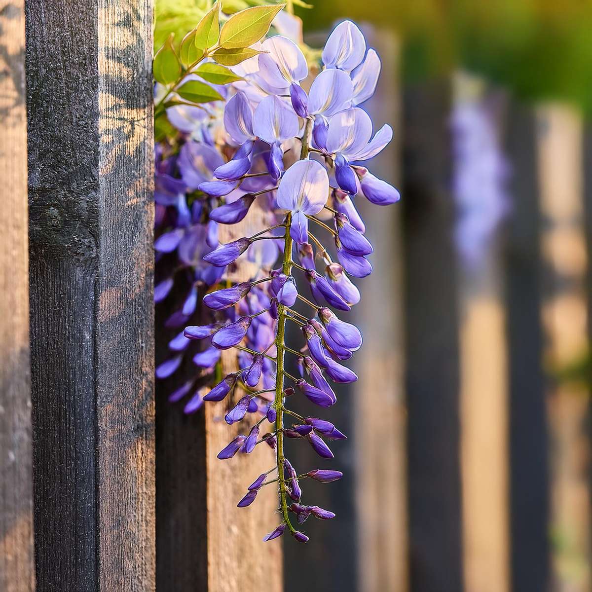 Glycine - Set de 6 - Wisteria sinensis - Hauteur 25-40cm - ⌀9cm - TD Plantz