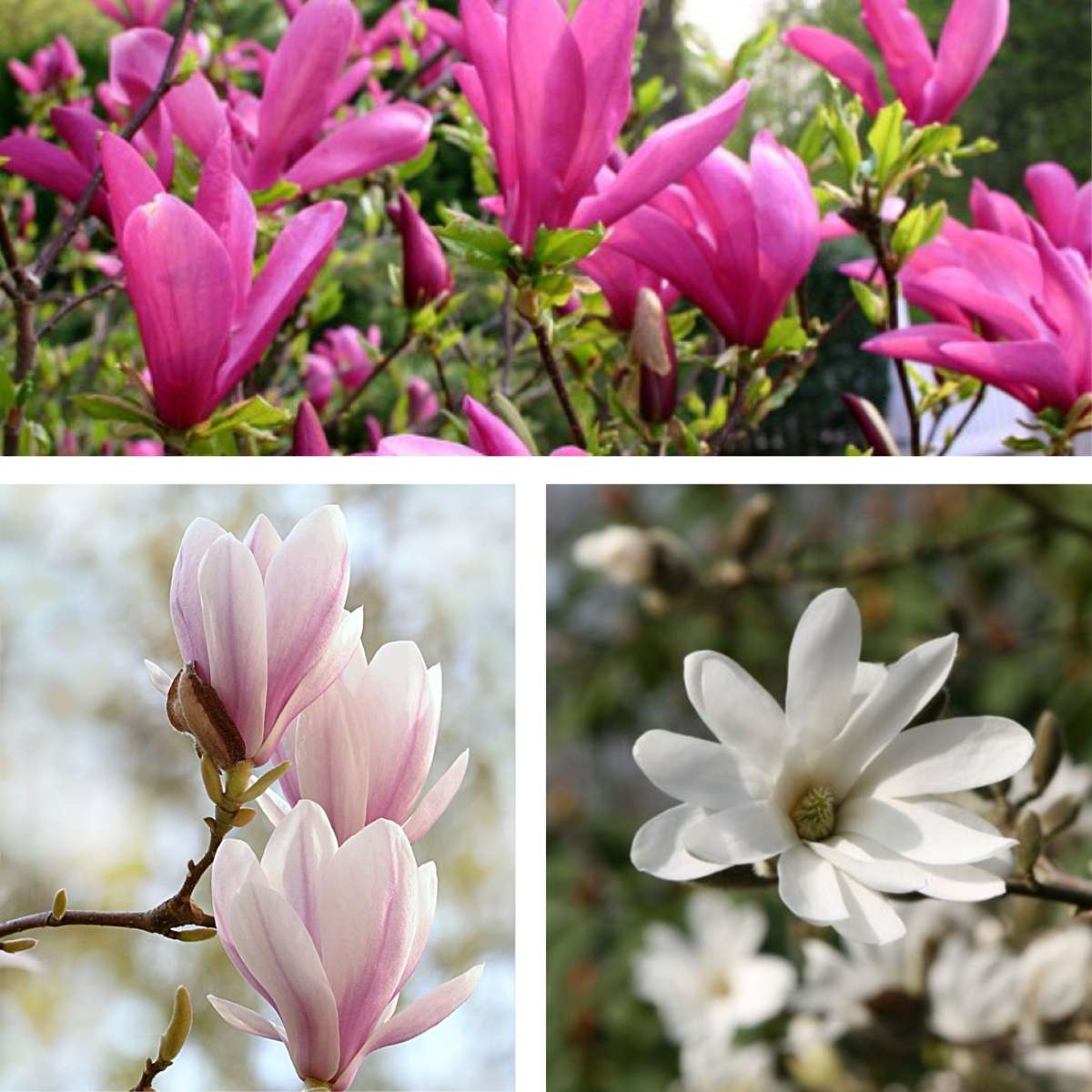 Magnolias - 3 pcs. - Magnolia - Height 25-40cm - ⌀9cm