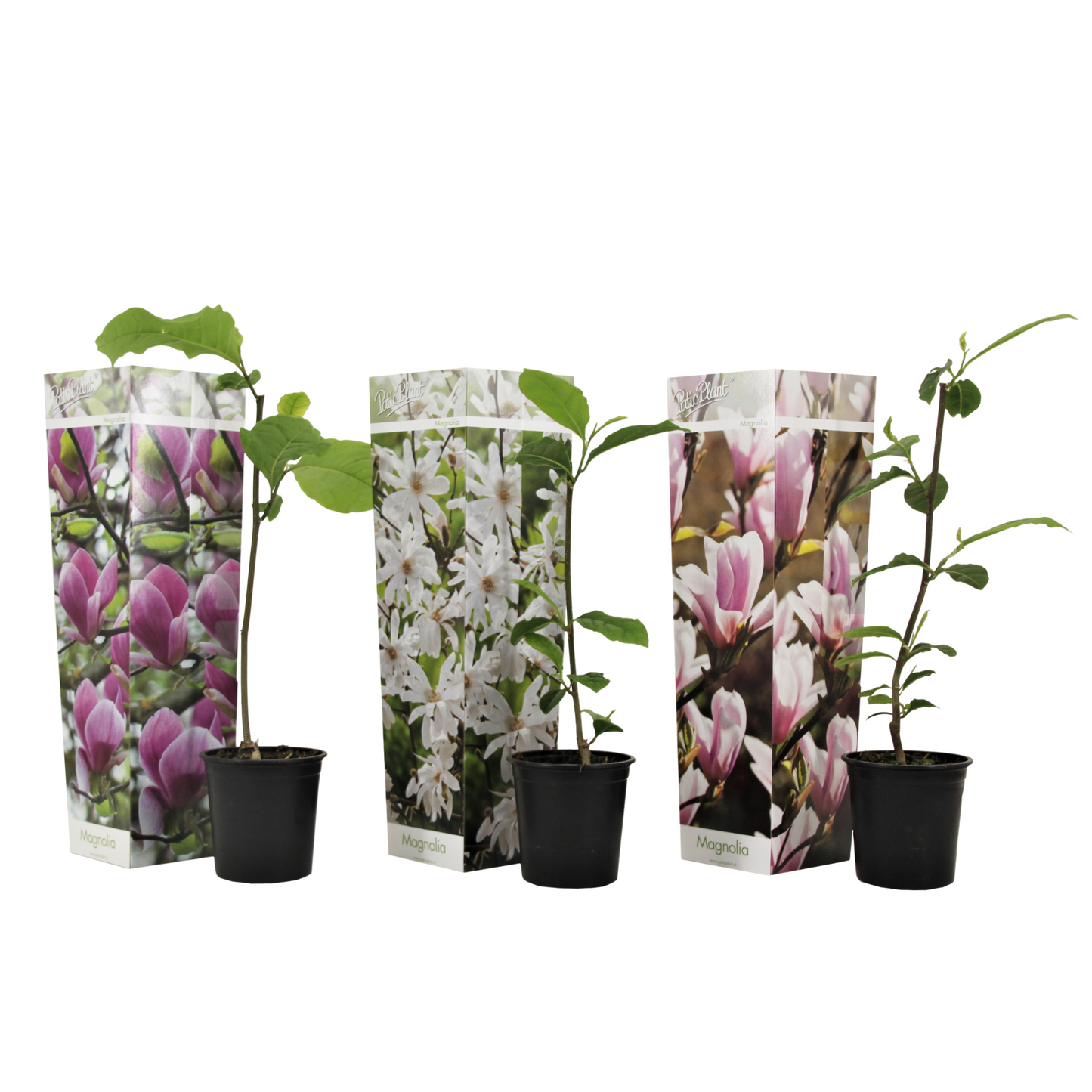 Magnolias - 3 pcs. - Magnolia - Height 25-40cm - ⌀9cm