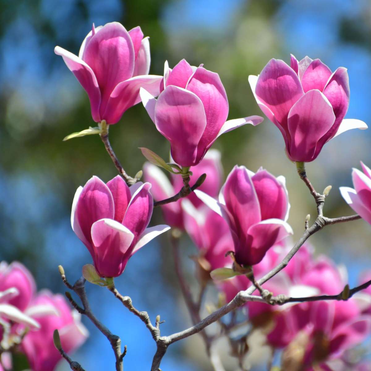 Magnolias - 6 pcs. - Magnolia - Height 25-40cm - ⌀9cm