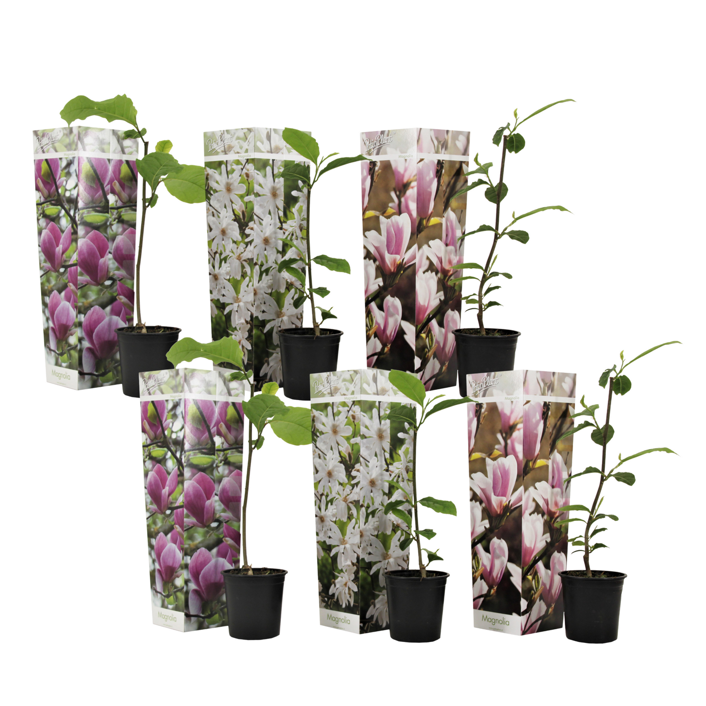 Magnolias - 6 pcs. - Magnolia - Height 25-40cm - ⌀9cm