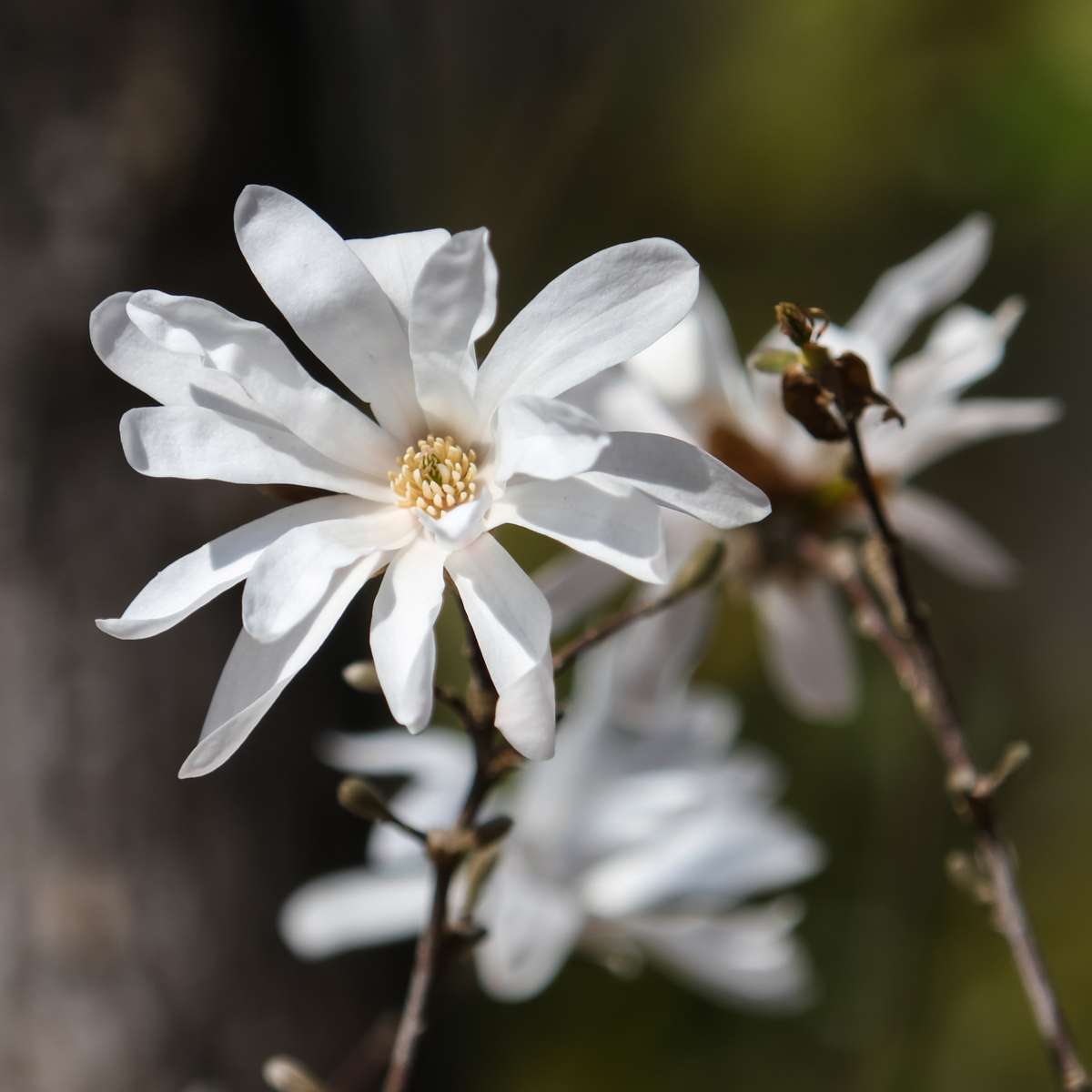 Magnolias - 3 pcs. - Magnolia 'Stellata' - Height 25-40cm - ⌀9cm