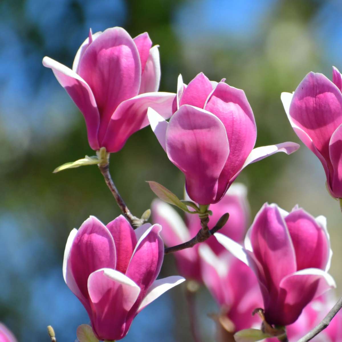 Arbre à tulipes - Set de 3 - Magnolia 'Susan' - Hauteur 25-40cm - ⌀9cm