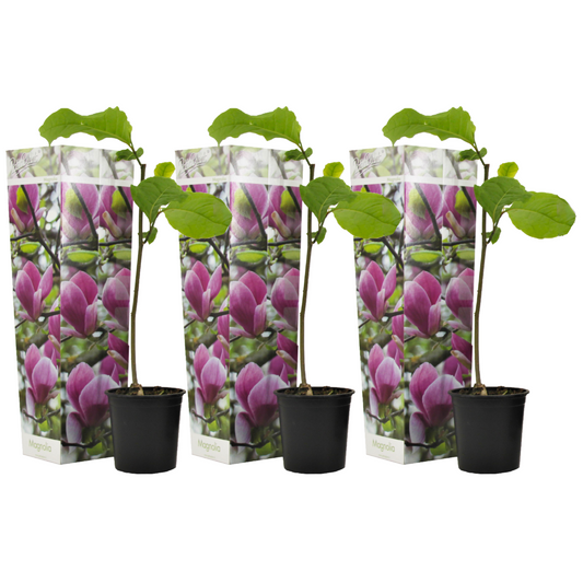 Arbre à tulipes - Set de 3 - Magnolia 'Susan' - Hauteur 25-40cm - ⌀9cm