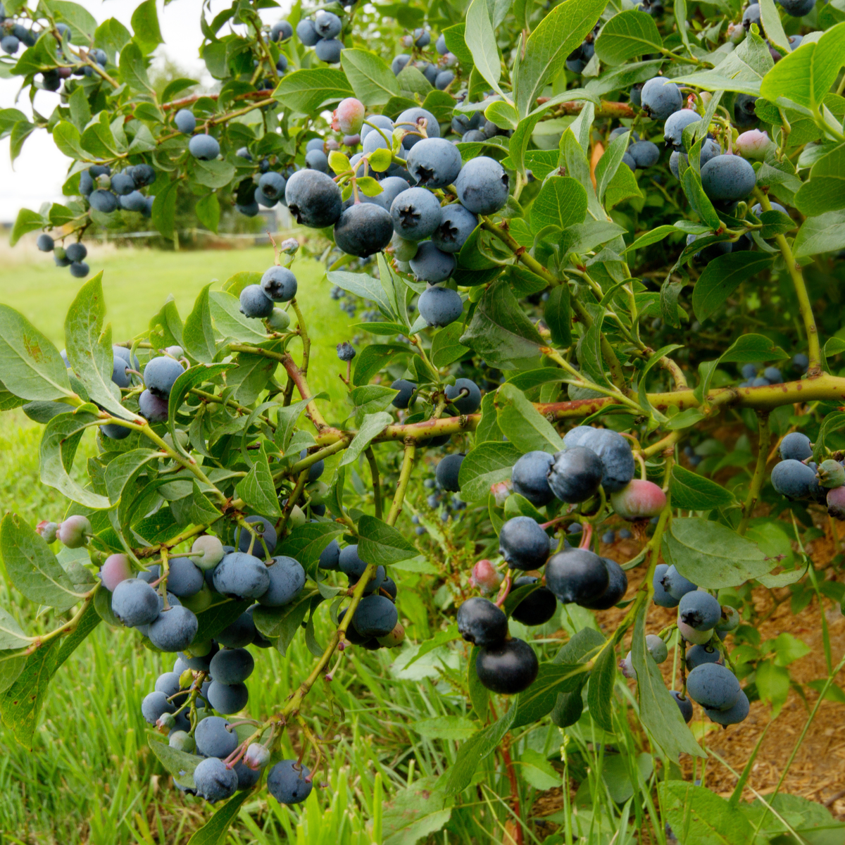 Myrtille - Set de 6 - Vaccinium corymbosum 'Sunshine Blue' - H25-40cm - ⌀9cm
