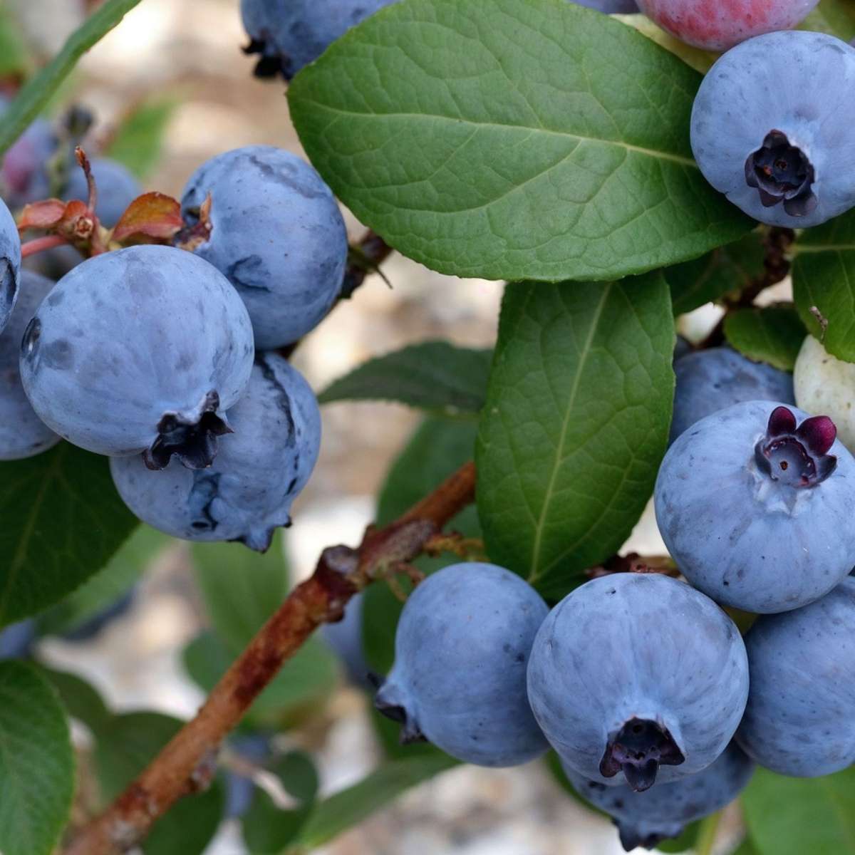 Myrtille - Set de 6 - Vaccinium corymbosum 'Sunshine Blue' - H25-40cm - ⌀9cm