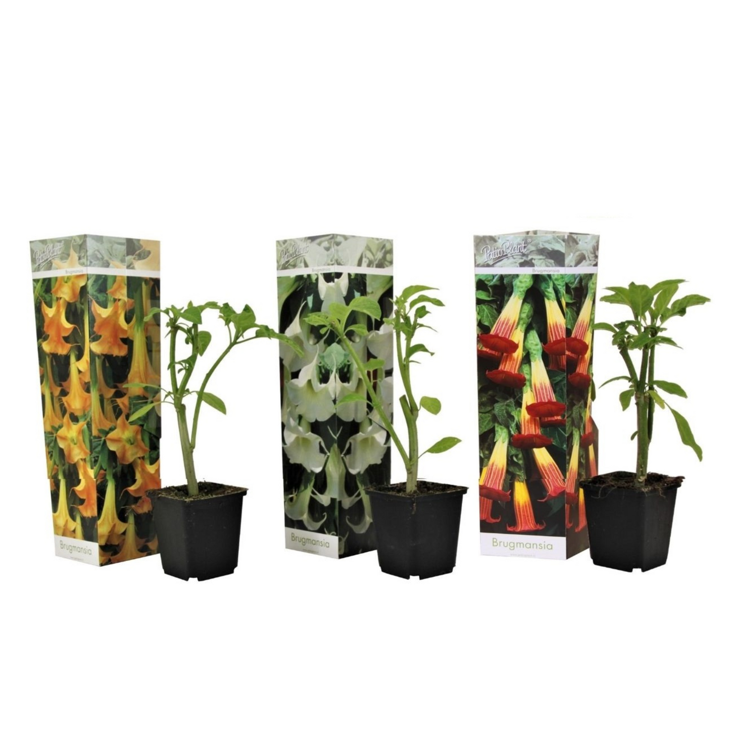 Trompette des Anges - Set de 3 - Brugmansia - Hauteur 25-40cm - ⌀9cm