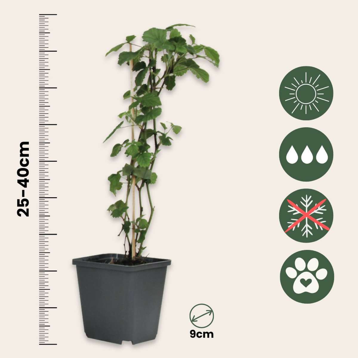 Trompette des Anges - Set de 3 - Brugmansia - Hauteur 25-40cm - ⌀9cm