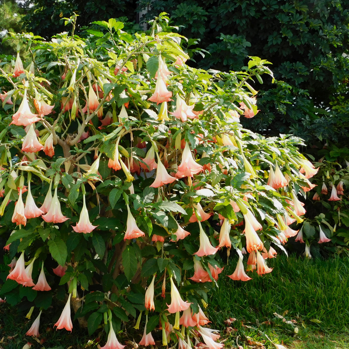 Trompette des Anges - Set de 6 - Brugmansia - Hauteur 25-40cm - ⌀9cm