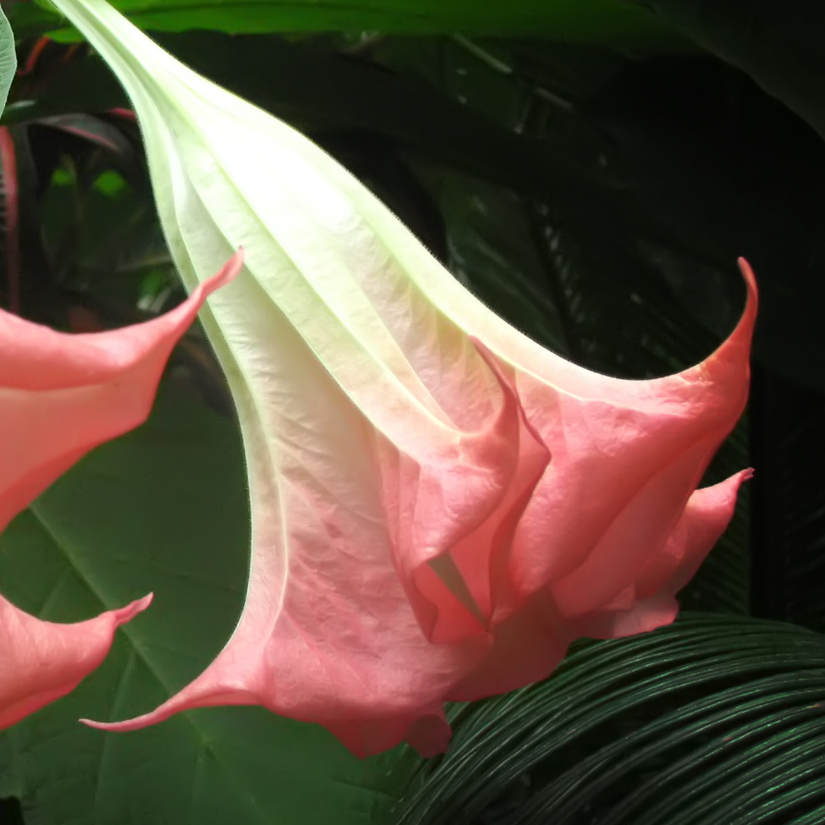 Trompette des Anges - Set de 6 - Brugmansia - Hauteur 25-40cm - ⌀9cm