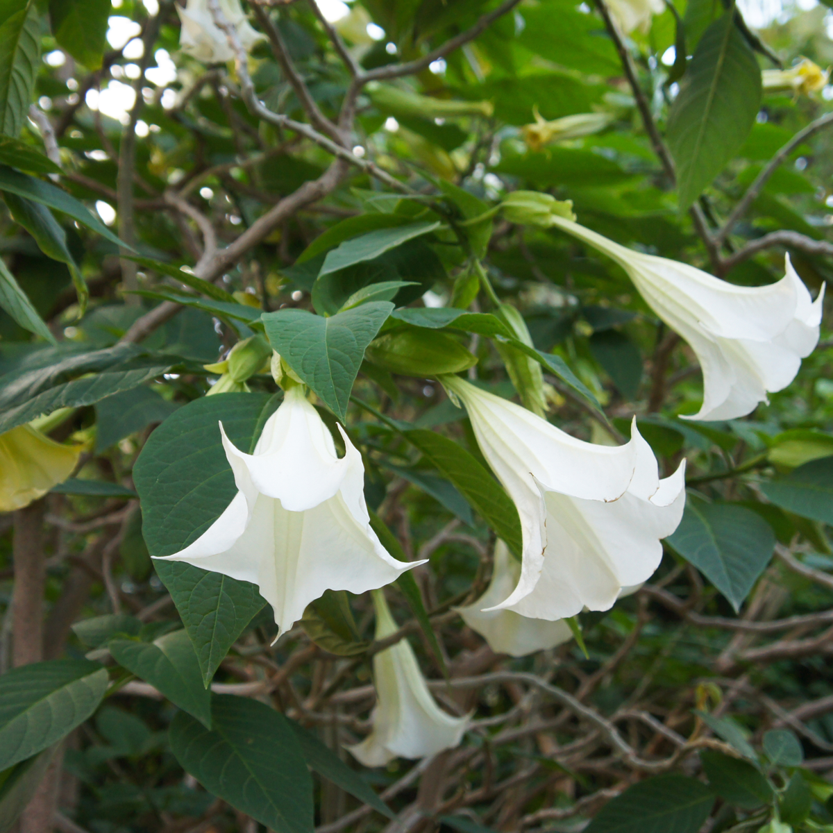 Trompette des Anges - Set de 6 - Brugmansia - Hauteur 25-40cm - ⌀9cm