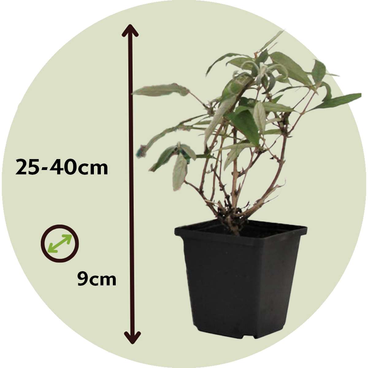 Summer lilac - 6 pcs. - Buddleja davidii - Height 25-40cm - ⌀9cm